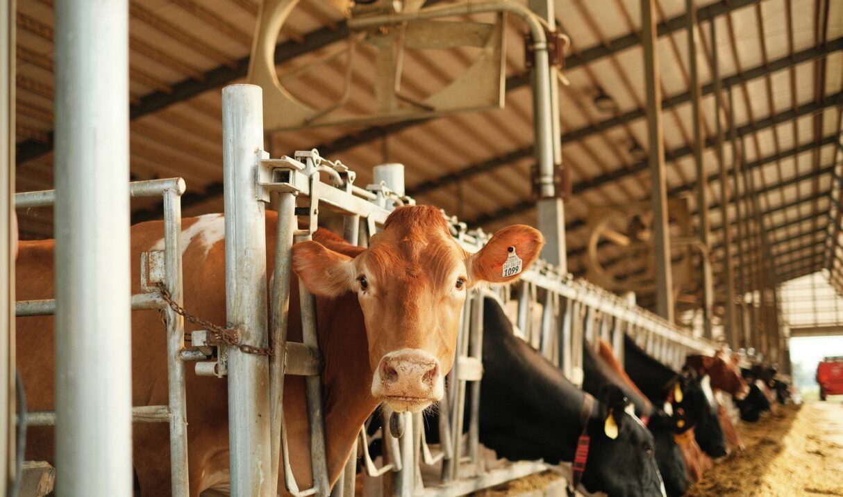 Hormone-Injected Milk: Inside Pakistan’s Dairy Scandal