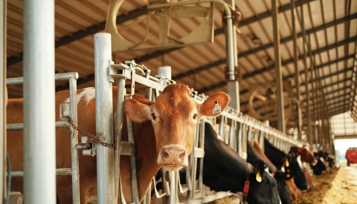 Dairy cow in commercial farm setup looking through metal bars