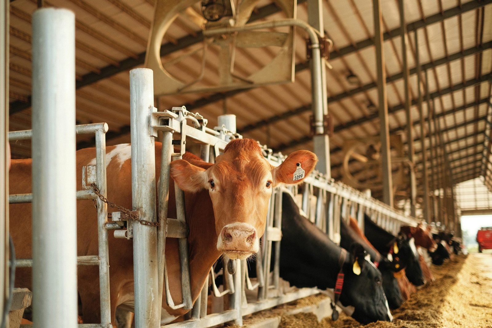 Dairy cow in commercial farm setup looking through metal bars