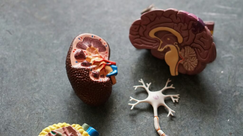 3‑D model of brain, neuron network, and kidney—alluding to the gut–brain axis disrupted by antibiotic misuse