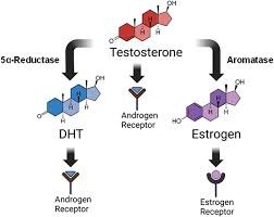 Diagram showing testosterone conversion to DHT and estrogen.